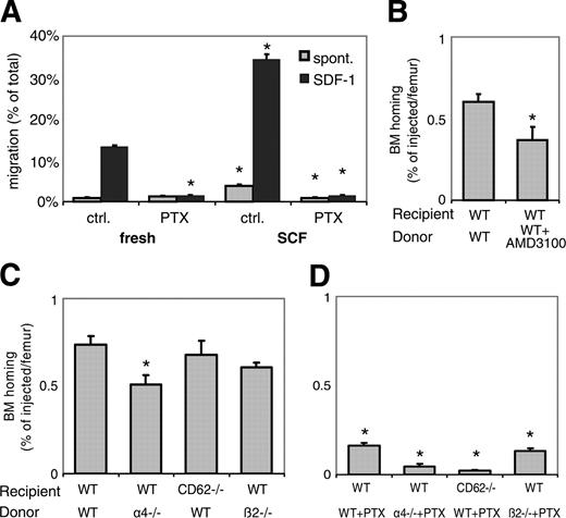 Figure 2. Dominant role of CXCR4/SDF-1 and Gi-signals in BM homing of ex vivo cytokine-incubated BM-HPCs. (A) SCF incubation increases cell motility. Spontaneous migration (▦) and SDF-1-directed chemotactic migration (▪) of fresh or overnight SCF-incubated cells, with or without PTX, was quantified after 4 hours. Depicted are mean plus SEM. Spontaneous and SDF-1-directed migration were both significantly increased by SCF incubation. This increase in migration was completely blocked by PTX, to levels of spontaneous migration of fresh BM, which apparently represents Gi-protein-independent migration (*P < .05). (B-D) BM homing of overnight SCF-incubated BM-HPCs. BM homing of SCF-incubated BM-HPCs was tested 3 hours (B) or 18 hours (C,D) after transplantation of lethally irradiated recipients. Donor-cell source/treatment and recipient strain are indicated below the respective bars. BM homing is given as percentage of injected CFU-Cs recovered per femur. Depicted are mean plus SEM of all mice tested with this donor/host constellation. (B) Three-hour BM homing of SCF-incubated cells treated with or without AMD3100. BM homing of fresh WT BM cells was significantly reduced by AMD3100 incubation/coinjection (*P < .05). (C) Eighteen-hour BM homing of SCF-incubated BM cells. BM homing of α4-/- cells in WT recipients was significantly reduced compared with WT-to-WT (*P < .05). BM homing of WT cells in CD62-/- recipients or of β2-/- cells in WT recipients were no different from WT-to-WT. (D) Eighteen-hour BM homing of SCF plus PTX-treated BM cells. BM homing of SCF plus PTX-treated WT cells in WT recipients was 75% reduced compared with SCF-treated WT-to-WT without PTX (P < .05). BM homing of SCF plus PTX-treated α4-/- cells in WT recipients or BM homing of SCF plus PTX-treated WT cells in VCAM-1-/- hosts was almost completely abrogated, significantly more strongly than SCF plus PTX-treated WT-to-WT (*P < .05). The inhibition of homing of SCF plus PTX-incubated β2-/- cells in WT recipients was similar to that of SCF plus PTX-treated WT donor cells.