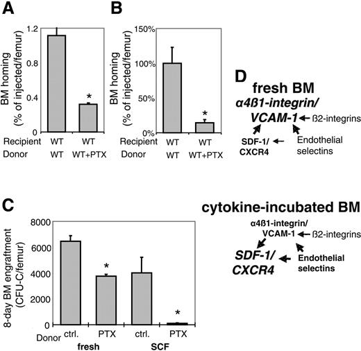 Figure 3. Gi-protein signals in BM homing and short-term engraftment. (A) PTX-sensitive signals guide BM homing of TPO-incubated murine CFU-Cs. Murine WT BM cells, incubated overnight in TPO ± PTX, was transplanted and analyzed as described above. As with SCF plus PTX-treated BM cells, 18-hour homing of TPO plus PTX-incubated CFU-Cs was significantly decreased compared with TPO alone (*P < .05). BM homing is given as percentage of injected CFU-Cs recovered per femur (mean plus SEM). (B) Effect of PTX on lin-c-kit+ BM-cell homing. BM homing of SCF ± PTX-incubated lin-c-kit+ cells, a population enriched in HSCs, was tested. The efficiency of 18-hour BM homing was significantly reduced by PTX (*P < .05), similar to identically treated CFU-Cs. The mean of cells recovered from BM of recipients of untreated control cells was considered 100%; BM homing is given as percentage thereof (percentage of mean of control plus SEM). (C) Equal numbers of BM cells, which contained similar numbers of CFU-Cs, either incubated with cytokine-free ± PTX for 4 hours (left) or with SCF ± PTX overnight (right), were injected into lethally irradiated recipients. Mean plus SEM of recovered CFU-C/femur 8 days after transplantation of fresh (left) or SCF-incubated (right) BM cells are depicted. Short-term engraftment of PTX-treated samples was significantly poorer than that of PTX untreated samples (*P < .05), in excess of the effect of PTX on BM homing under the respective conditions. (D) Schematic representation of the cooperative model of homing molecules between α4β1-integrin/VCAM-1, SDF-1/CXCR4/Gi-proteins, endothelial selectins, and β2-integrins, suggested by the data presented in this study. Cytokine incubation shifts the dominance among the molecular homing pathways from α4β1/VCAM-1 (top) toward SDF-1/CXCR4 (bottom).