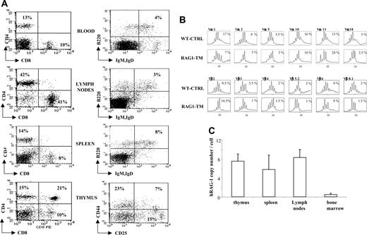 Figure 6. Analysis of secondary transplantation in RAG-1-/- deficient mice 6 to 7 months after transplantation. Six months after primary engraftment, mice were killed and 5 × 106 bone marrow cells were injected into secondary RAG-1-/- recipients. (A) Leukocyte cell count was 5000 cells/mm3 in the blood, and total cell counts were 4 × 106 cells in the lymph nodes, 11 × 106 cells in the spleen, and 0.2 × 106 cells in the thymus. The dot plots are representative of 1 mouse of 10 that gave similar results. Percentages represent the proportion of cells expressing CD4, CD8, B220, IgM, or IgD markers. (B) Representative immunoscope profiles of TCR Vβ and TCR Vα analysis in the spleen cells of mice undergoing secondary transplantation 6 months after primary transplantation. The x-axis of immunoscope profiles indicates CDR3 length, and the y-axis displays arbitrary fluorescence intensity of the runoff products. (C) Quantification of provirus integration in RAG-1-/- mice undergoing secondary transplantation. The hRAG1 copy number was determined on the DNA extracted from thymus, spleen, lymph nodes, and bone marrow cells. Data are expressed as means plus or minus SD.