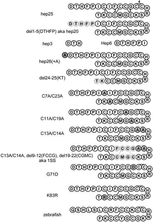 Figure 1. Schematic representation of hepcidin derivatives. Hatched circles represent deleted residues. Solid light gray circles represent substitutions. The numbering system refers to hep25, so that residues 1 to 25 correspond to residues 60 to 84 of the prepropeptide. In conformity with the original reports of these mutations, G71D and K83R refer to the prepropeptide numbering system.