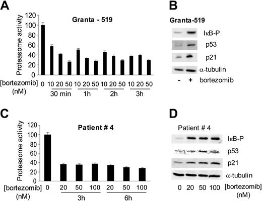 Figure 2. Inhibition of proteasome activity by bortezomib and accumulation of proteasome-degraded proteins. (A) Granta-519 cells were incubated with bortezomib (10-50 nM) from 30 minutes to 3 hours, and proteasome activity was analyzed as described in “Patients, materials, and methods.” (B) Total protein extracts (50 μg) from Granta-519 cells were incubated in the absence (-) or presence (+) of 20 nM bortezomib for 6 hours and analyzed by Western blotting. Membranes were probed for p53, p21, and pIκB to confirm proteasome activity inhibition. α-tubulin was also probed as an equal loading control. (C) Primary MCL cells from patient no. 4 were incubated with bortezomib (20-100 nM) for 3 and 6 hours, and proteasome activity was analyzed as described in “Patients, materials, and methods.” (D) Cells from patient 4 were incubated with the indicated doses of bortezomib for 6 hours. Whole protein extracts were obtained, and p53, p21, and pIκB protein levels were analyzed by Western blotting. Data are given as the mean value ± SD of 2 independent experiments.