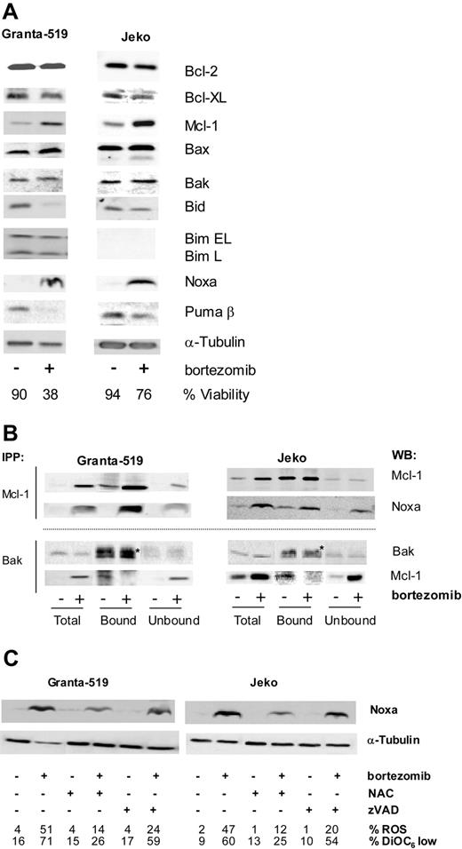 Figure 4. Bortezomib modulates Bcl-2 family protein levels and interactions. Effect of the ROS scavenger NAC and z-VAD-fmk on Noxa modulation. (A) Granta-519 and Jeko cells were treated with 20 nM bortezomib for 18 hours and total protein extracts were analyzed by Western blotting using suitable antibodies. Viability was quantified by annexin V/PI staining. (B) Granta-519 and Jeko cells were treated with 20 nM bortezomib for 16 hours, and Mcl-1 and Bak immunoprecipitations were performed as described in “Patients, materials, and methods.” Total extracts, and bound and unbound fractions were analyzed by Western blotting for Mcl-1 and Noxa or Bak and Mcl-1, respectively. *Unspecific band of immunoglobulin light chain from Bak antibody. (C) Granta-519 and Jeko cells were treated with 20 nM bortezomib for 20 hours in the presence or absence of 10 mM NAC or 50 μM z-VAD-fmk (both added 1 hour before bortezomib), and total protein extracts were analyzed for Noxa expression by Western blotting. The percentage of ROS and the loss of ΔΨm were determined by DHE and DiOC6(3) staining, respectively, followed by fluorescence-activated cell sorter (FACs) analysis.