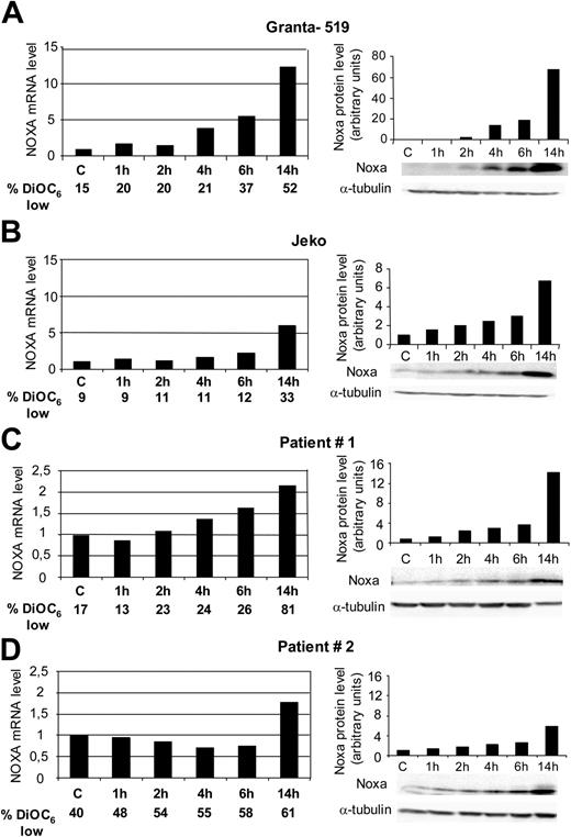 Figure 5. Time course of Noxa activation at protein and mRNA levels. Cells from Granta-519 (A), Jeko (B), and primary cells from MCL patient 1 (C) were treated with 20 nM bortezomib, and primary cells from MCL patient 2 (D), with 50 nM bortezomib. RNA and protein were isolated after 1, 2, 4, 6, and 14 hours of incubation. Noxa mRNA levels were evaluated at these time points by quantitative RT-PCR (Taqman technology) using GUS as housekeeping gene. mRNA-expression levels are given in arbitrary units, using cDNA from untreated cells as reference control. Noxa protein levels were evaluated by Western blotting using α-tubulin as equal loading control. Relative protein quantification was analyzed with Image Gauge software from Fujifilm LAS 3000 chemiluminescence detector. The percentage of loss of ΔΨm was determined by DiOC6(3) staining, followed by FACs analysis.