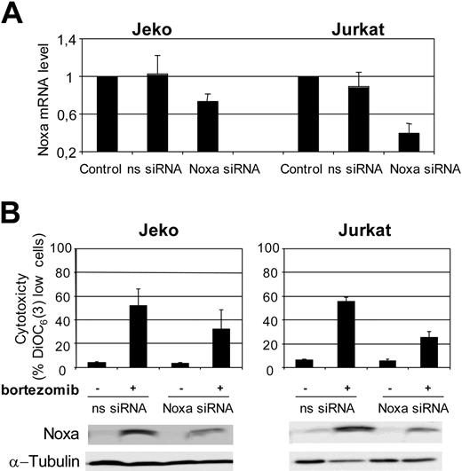 Figure 6. Noxa RNAi decreases response to bortezomib. (A) Noxa siRNA and nonsilencing-siRNA were transferred to Jeko and Jurkat cells by electroporation as described in “Patients, materials, and methods.” Total RNA was isolated 6 hours after transfection. Noxa mRNA levels were determined by quantitative RT-PCR (Taqman technology) using GUS as housekeeping gene. The results showed are the mean of 2 different experiments. (B) Jeko and Jurkat cells, transfected with nonsilencing siRNA (ns-siRNA) and with Noxa siRNA (Noxa-siRNA), were treated with 20 nM bortezomib for 18 hours. Viability was assessed by DiOC6(3) staining and FACs analysis. The results showed are the mean of 2 different experiments. In the same conditions, Noxa protein levels were also analyzed by Western blotting.