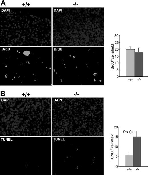 Figure 4. Increased spontaneous apoptosis in the Cdc42GAP-deficient fetal livers. Female heterozygous mice were timed for pregnancy and intraperitoneally injected with 100 μg BrdU/g body weight at E14.5. One hour after BrdU incorporation, the mice were killed and then underwent transcardial perfusion. Fetal livers of the embryos were dissected and embedded in paraffin while genotyping was carried out in parallel. Five-micrometer sections were deparaffinized and examined by anti-BrdU (A) or TUNEL (B) immunofluorescence microscopy. Right panels show quantification of at least 6 fields of the anti-BrdU or TUNEL fluorescence section shown in the left panels. Data are representative of 3 independent measurements.