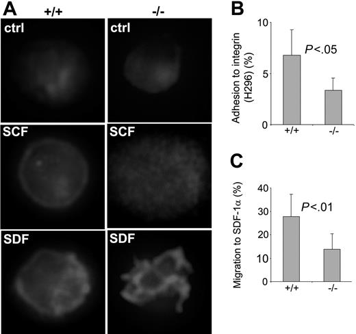 Figure 6. Cdc42GAP regulates HSP F-actin assembly, adhesion, and migration. (A) WT or homozygous LSK E14.5 fetal liver cells were isolated by FACS and cultured overnight in the chamber slides. Cells were stimulated with 100 ng/mL SCF or 100 ng/mL SDF-1α for 10 minutes and stained for F-actin with TRITC-conjugated phalloidin. (B-C) WT or homozygous low-density fetal liver (n = 10 for each group) cells were subjected to adhesion and migration assays in vitro. The percentages of the cells that adhered to an H-296 fragment of fibronectin after 1-hour incubation (B) and that migrated toward a 100 ng/mL SDF-1α gradient in 4 hours in a Transwell migration chamber (C) were calculated based on the colony-forming activities of the total input cells and the adherent or migrated cells assayed in a methylcellulose medium containing 100 ng/mL SCF, 100 ng/mL IL-3, 4 U/mL EPO, and 100 ng/mL G-CSF.