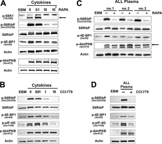 Figure 2. Rapamycin and CCI-779 effectively inhibit cytokine- or leukemia-triggered mTOR signaling. Quiescent BM-ECs were stimulated for 15 minutes with cytokine media/EGM2 (A-B) or 10% vol/vol leukemia plasma (C-D) and analyzed by Western blot for activation of mTOR downstream substrates (S6K1, S6RibP, 4E-BP1, eIF-4G), and activation of Akt/PKB in the presence of mTOR blockers—rapamycin (A,C) or CCI-779 (B,D). (A) Three BM-EC donors tested. (B) Representative of 4 BM-EC donors tested. (C) Three cases of 5 patients tested. (D) One representative case of 7 patients tested.