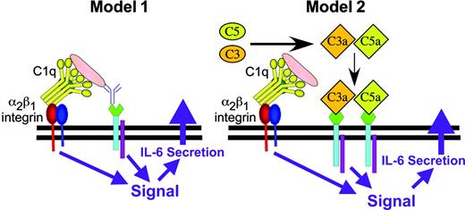 Figure 7. Two models for α2β1 integrin–stimulated mast cell activation and cytokine secretion. Model 1: a 2-site, 2-receptor model in which concurrent activation of the α2β1 integrin and a second coreceptor (eg, FcRγ or TLR) stimulates mast cell activation. Model 2: complement activation results in the deposition of complement components onto immune complexes and release of C3a, C5a, or both. Simultaneous stimulation of the α2β1 integrin and complement receptors (CR1, CR3, CR4, C3aR, or C5aR) stimulate mast cell activation.