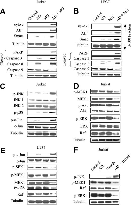 Figure 2. Combined treatment with adaphostin and MG-132 or bortezomib induces apoptosis in leukemia cells through induction of mitochondrial injury, caspase activation, down-regulation of Raf/MEK/ERK, and activation of JNK. Jurkat cells were treated with 400 nM adaphostin plus or minus 200 nM MG-132 or 4.0 nM bortezomib, while U937 cells were treated with 750 nM adaphostin plus or minus 250 nM MG-132, each for 8 hours. (A-B) Cytosolic (S-100) fractions were obtained as described in “Materials and methods,” and expression of cytochrome c, AIF, and Smac/DIABLO was monitored by Western blot. (C-F) At the end of the drug exposure (8 hours), cells were lysed, sonicated, and the proteins denatured and subjected to Western blot analysis using the indicated primary antibodies. For panels A and B, each lane was loaded with 20 μg protein, whereas for panels C-F, 30 μg protein was loaded in each lane. Blots were stripped and reprobed with antitubulin antibodies to ensure equal loading and transfer of protein. Results are representative of 3 separate studies.
