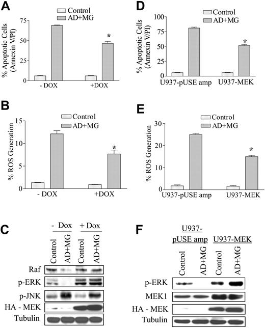 Figure 4. Enforced activation of MEK/ERK attenuates adaphostin/MG-132 lethality. (A) Jurkat cells inducibly expressing a constitutively active MEK1 construct were incubated in medium in the presence or absence of 1 μM doxycycline for 30 hours, followed by exposure to 500 nM adaphostin and 250 nM MG-132 for 24 hours. At the end of 24 hours of drug exposure, apoptosis was monitored by annexin V/PI staining and flow cytometry. (B) Cells treated as in panel A were monitored for ROS generation after 16 hours of drug exposure. (C) Following 8 hours of drug exposure, Western blot analysis was employed to monitor the effect of drugs on expression of the indicated proteins. Blots were stripped and reprobed with antitubulin antibodies to ensure equal loading and transfer of protein. (D) U937 cells expressing a constitutively active MEK1 construct and stably transfected empty-vector cells were treated with 750 nM adaphostin plus or minus 250 nM MG-132. At the end of 24 hours, apoptotic cells were monitored. (E) U937 cells treated identically were assayed for ROS generation after 2 hours of drug treatment. (F) Following 8 hours of exposure of U937 cells to adaphostin and MG-132 as in panel D, Western blot analysis was employed to monitor effects on protein expression. Blots were stripped and reprobed with antitubulin antibodies to ensure equal loading and transfer of protein. *Significantly less than values for cells exposed to drugs in the absence of doxycycline (A,B) or control pMM cells (D,E); P < .05.