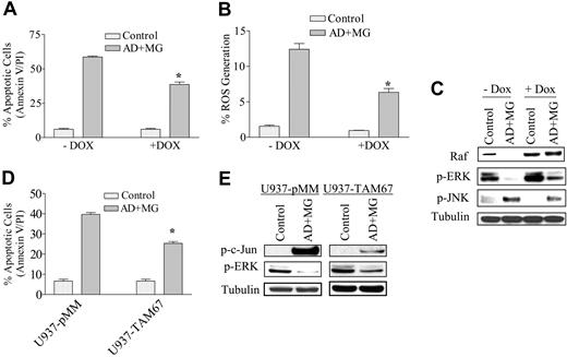 Figure 5. Ectopic expression of constitutively active Raf-1 or a c-Jun dominant-negative mutant significantly protects cells from adaphostin/MG-132 induced lethality. (A) Jurkat cells inducibly expressing a constitutively active Raf-1 construct were incubated in medium in the presence or absence of 1 μM doxycycline for 30 hours, followed by exposure to 500 nM adaphostin plus 250 nM MG-132. After 24 hours of drug exposure, apoptotic cells were monitored by annexin V/PI staining and flow cytometry. (B) Alternatively, levels of ROS generation were determined after 16 hours of drug treatment. (C) Following 8 hours of drug exposure as in panel A, Western blot analysis was employed to monitor protein expression of Raf, phospho-ERK, and phospho-JNK. (D) U937 cells ectopically expressing a c-Jun dominant-negative construct (TAM67) or stably transfected empty-vector controls (pMM) were treated with 750 nM adaphostin plus 250 nM MG-132. At the end of 24 hours of drug exposure, apoptotic cells were monitored by annexin V/PI staining followed by flow cytometric analysis. (E) Following 8 hours of drug exposure, Western blot analysis was employed to monitor protein expression of phospho-c-Jun and phospho-ERK. Blots were stripped and reprobed with antitubulin antibodies to ensure equal loading and transfer of protein (20 μg each lane). *Significantly less than values for control cells; P < .05.