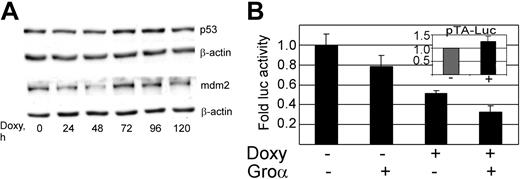 Figure 3. KSHV vGPCR-induced cell-cycle arrest is not mediated by p53. (A) BC3.14 cells were exposed to doxycycline for the specified length of time to induce vGPCR, after which protein lysates (30 μg) were loaded onto 12% SDS-PAGE gels and probed for p53 and mdm2. Shown is a representative of 3 independent Western blot experiments. (B) BC3.14 cells were transfected with p53-TA-luc, a commercially available p53 reporter construct. Transfected cells were then divided and incubated with doxycycline (2 μg/mL for 48 hours), Groα (100 nM), or without additives as shown. Protein lysates were harvested, and equal amounts were assayed. Cells were divided after transfection, so no further control for transfection efficiency was performed. As expected, vGPCR expression has no effect on pTA-luc the control plasmid (inset). Shown is the average of 3 independent experiments. Error bars indicate SD.