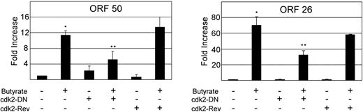 Figure 7. Cdk2 activity is necessary for full chemical induction of KSHV lytic genes. BC3 cells were infected with lentivirus expressing the Cdk2 dominant-negative coding sequence in either forward or reverse (control) orientation; 72 hours later, cells were treated with 1 mM butyrate for 48 hours as indicated. Quantitative RT-PCR was performed for ORF 50 (top), and ORF 26 (bottom). Figure represents 2 independent experiments, each done in duplicate. Error bars indicate SD. *Significant increase over baseline, P ≤ .05; **Significant decrease from maximum induction, P ≤ .05.