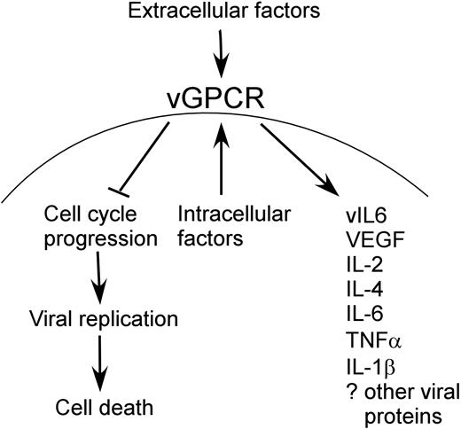 Figure 8. Schematic representation of vGPCR function. Extracellular and intra-cellular factors both up-regulate vGPCR signaling, which results in cell-cycle arrest with inhibition of viral replication and cell death. This allows more prolonged effect of vGPCR on surrounding cells than would otherwise be possible if the lytic replication phase were to occur unhindered.