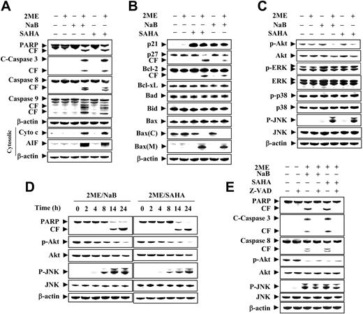 Figure 3. Effects of 2-ME combined with the HDACIs, NaB and SAHA, on apoptosis-related gene expression and various signal-transduction pathways. (A) U937 cells were treated with 2-ME (0.5 μM) in presence or absence of NaB (1 mM) or SAHA (1.5 μM) for 24 hours, after which total cellular extracts were prepared and subjected to Western blot assay using antibodies against PARP, caspase-8, caspase-9, and cleaved caspase-3. Cytosolic extracts were also prepared and subjected to Western blot assay using antibody against AIF and cytochrome c. (B) U937 cells were exposed to 2-ME (0.5 μM) combined with either NaB (1 mM) or SAHA (1.5 μM), after which total cellular extracts were prepared and subjected to Western blot assay using antibodies against p21, p27, Bcl-2, Bcl-xL, Bad, Bid, and bax. Cytosolic and membrane extracts were also prepared and subjected to Western blot assay using antibody against Bax. (C) After coadministration of 2-ME and NaB or SAHA for 24 hours, total cellular extracts were prepared and subjected to Western blot assay using antibodies against phospho-Akt, Akt, phospho-ERK, ERK, phospho-p38, p38, phospho-JNK, and JNK. (D) U937 cells were exposed to 2-ME (0.5 μM) combined with either NaB (1 mM) or SAHA (1.5 μM) for the indicated exposure interval, after which total cellular extracts were prepared and subjected to Western blot assay using antibodies against PARP, phosphor-Akt, Akt, phosphor-JNK, and JNK. (E) U937 cells were pretreated with the caspase inhibitor Z-VAD-FMK (10 μM) for 1 hour, followed by cotreatment with 0.5 μM 2-ME and 1 mM NaB or 1.5 μM SAHA for 24 hours, after which total cellular extracts were prepared and subjected to Western blot assay using antibodies against PARP, cleaved caspase-3, caspase-8, phosphor-Akt, Akt, phosphor-JNK, and JNK. For Western blot assay, each lane was loaded with 30 μg protein. Blots were subsequently stripped and reprobed with antibody against β-actin to ensure equivalent loading and transfer. Two additional studies yielded equivalent results.
