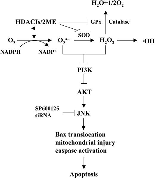 Figure 7. Hypothetical model of 2-ME and HDACI interactions in human leukemia cells. In this model, combined exposure to HDACIs and 2-ME results in down-regulation/inactivation of antioxidant enzymes such as MnSOD, Trx, and GPx1, leading in turn to generation of free radicals, particularly O2 · - and H202. These events trigger, through an as-yet—to-be-determined mechanism, down-regulation of Akt, which induces activation of the stress-related kinase JNK. Sustained activation of JNK culminates in Bax translocation, cytochrome c release, activation of the caspase cascade, and apoptosis.