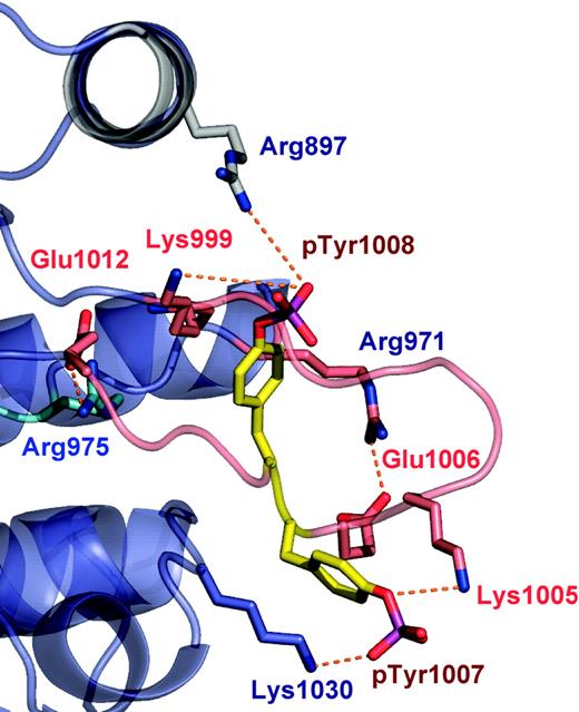 Figure 2. The activation loop of JAK2 PTK domain. The ribbon representation of the polypeptide backbone of the activation loop is shown in pink. Tyr1007 and Tyr 1008 are the sites of phosphorylation within the activation loop. Hydrogen bonds interactions are shown as dotted lines.