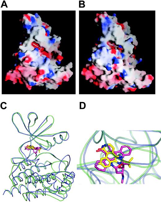 Figure 3. Comparison of JAK2 and JAK3 structures. (A) Molecular surface representation of JAK2 PTK domain in complex with CMP6. (B) Molecular surface representation of JAK3 PTK domain in complex with AFN941. The Graphical Representation and Analysis of Surface Properties program (GRASP)52 was used to color code surfaces by electrostatic potential. (C) Superposition of JAK2 kinase domain bound to CMP6 and JAK3 kinase domain bound to AFN941. JAK2 is colored in violet, and JAK3 is colored in green. (D) Close-up of the catalytic cleft of JAK2 and JAK3 kinase domain. CMP6 is colored in yellow and AFN941 in pink.