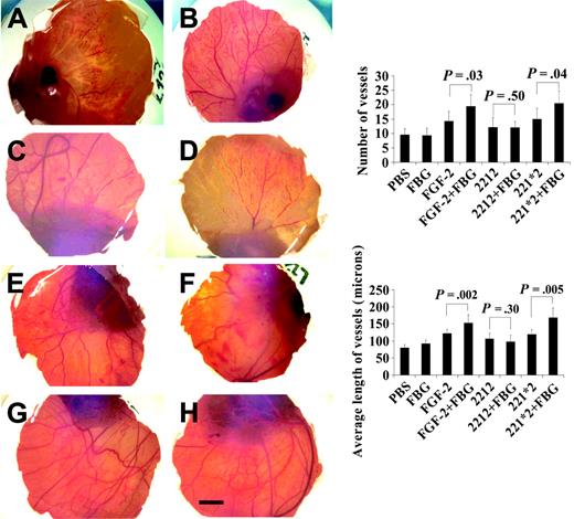 Figure 3. Effect of fibrinogen, FGF-2, and FGF-2 mutants on new vessel formation in the chicken CAM model. Filter discs soaked in PBS (A), fibrinogen (FBG) (B), FGF-2 (C), non-fibrinogen-binding FGF-2 mutant 2212 (D), fibrinogen-binding FGF-2 mutant 221*2 (E), 2212 plus FBG (F), 221*2 plus FBG (G), and wtFGF-2 plus FBG (H). FGF-2 (200 ng/disc) and FBG (20 μg/disc) in a total volume of 20 μL were applied on 8-day-old CAMs. After 72 hours of incubation at 37°C, filters were removed, and each CAM was fixed and photographed. A CAM with a filter disc containing PBS without growth factors was used as control. Bar represents 100 μm. Right column: Quantitation of new vessel formation in the chicken CAM model. The number of new vessels and branches (top) and the average length of new vessels (bottom) were quantified using image analysis software. Seven embryos in each group were used. Data represent mean ± SE.