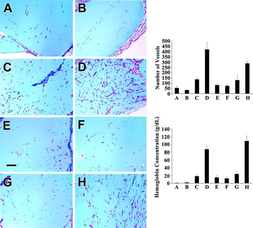 Figure 4. Effect of fibrinogen on FGF-2-induced angiogenesis in Matrigel plugs in C57-BL6 mice. Matrigel supplemented with PBS (A), fibrinogen (500 μg/mL) (B), wtFGF-2 (500 ng/mL) (C), FGF-2 and fibrinogen (D), 2212 (E), 2212 plus fibrinogen (F), 221*2 (G), or 221*2 plus fibrinogen (H) was injected subcutaneously into C57BL/6 female mice. After 10 days, the Matrigel plugs were removed, fixed in 3% formalin, embedded in paraffin, sectioned, and stained with trichrome. Bar represents 100 μm. Top right panel: vessel growth was quantitated by counting the number of new vessels and branches and using image analysis software. Ten mice were used in each group. Data represent mean ± SEM. Bottom right panel: The hemoglobin content in Matrigel plugs removed at 10 days was measured using Drabkin reagent. Hemoglobin reflects the amount of blood in the plugs and provides an estimate of the amount of vascularization. Results are shown as mean ± SE.