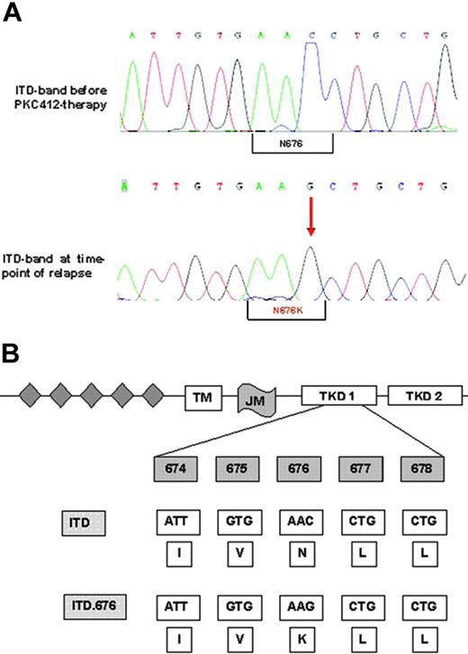 Figure 3. Nucleotide and protein sequences of the FLT3-ITD-N676K mutation. (A-B) Genomic sequence shows the exchange of cytosine to guanine leading to an amino acid exchange at position 676 from asparagine to lysine. The N676K mutation was detectable in the larger FLT3-ITD band only, and not in the smaller wild-type allele, as confirmed by gel extraction and direct sequencing and by sequencing of FLT3-cDNA clones (data not shown).