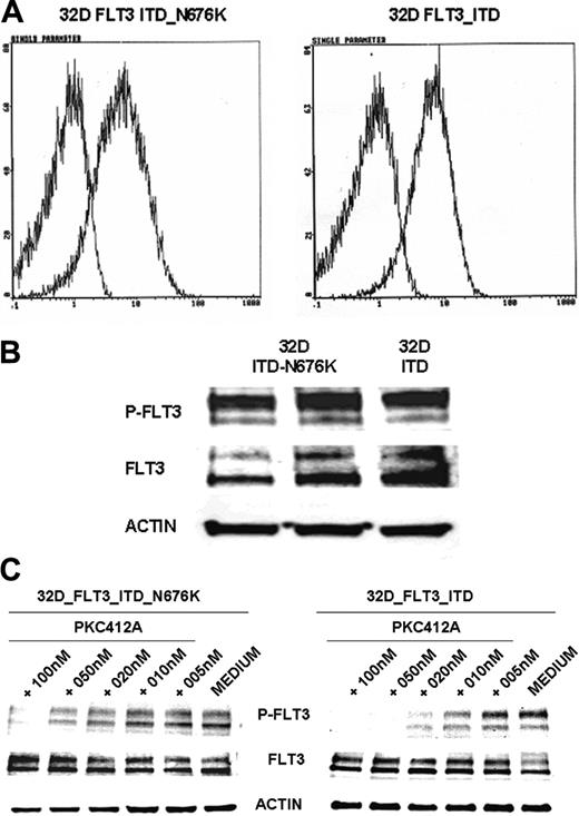 Figure 4. FLT3 receptor membrane expression, tyrosine phosphorylation, and inhibition of receptor tyrosine phosphorylation by PKC412 in 32D cells transfected with FLT3-ITD and FLT3-ITD-N676K. Murine 32D cells expressing FLT3-ITD and FLT3-ITD-N676K were generated as described in “Materials and methods.” (A) Membrane expression of FLT3 was determined by flow cytometry using a specific anti-FLT3 antibody. FLT3 receptors were expressed at comparable levels in 32D-ITD and 32D-ITD-N676K cells (B). FLT3 tyrosine phosphorylation was analyzed by Western blotting using phosphotyrosine-specific FLT3 antibodies. FLT3 tyrosine phosphorylation levels in 32D-FLT3-ITD and 32D-FLT3-ITD-N676K cells did not reveal apparent differences. (C) Inhibition of FLT3 tyrosine phosphorylation by PKC412 was analyzed in 32D cells expressing FLT3-ITD or FLT3-ITD-676 mutant receptors. Cells were treated with or without PKC412 at various concentrations for 30 minutes, and FLT3 tyrosine phosphorylation was analyzed by immunoblotting using phosphotyrosine-specific FLT3 antibodies. To control equal loading, the blot was stripped and reprobed using anti-FLT3 and antiactin antibodies, respectively. On treatment with 10 nM PKC412, densitometric analysis revealed more than 80% inhibition of tyrosine-phosphorylated FLT3 levels in 32D-FLT3-ITD cells, whereas in 32D-FLT3-ITD-N676K cells inhibition was 19%.