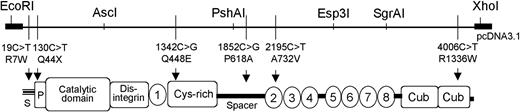 Figure 1. Schematic domain structure of ADAMTS13. Restriction enzymes used to facilitate cloning of the ADAMTS13 expression plasmids. Relative positions of nucleotide exchanges with the predicted amino acid substitutions in the ADAMTS13 domains indicated. S indicates signal peptide; P, propeptide; 1-8, thrombospondin-1 type 1 repeats.