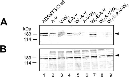 Figure 3. Expression of ADAMTS13 containing multiple point mutations. Conditioned medium (A) and cell lysate (B) of transfected HEK 293 cells expressing ADAMTS13 variants (abbreviations corresponding to Table 1) were normalized according to β-gal activity and subjected to immunoblot analysis using anti-ADAMTS13 antibody. The representative of at least 3 repetitive experiments is shown.