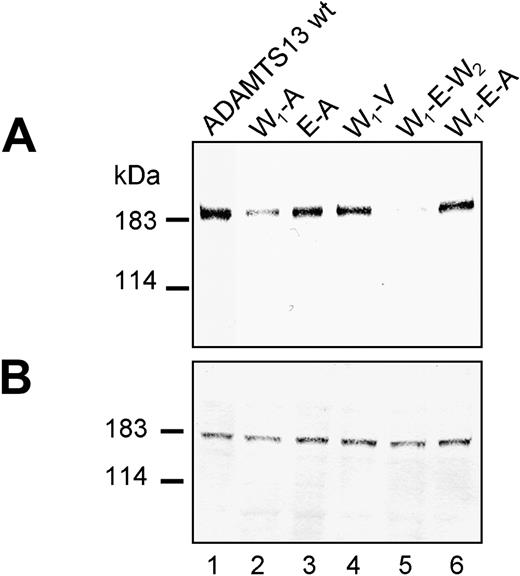 Figure 4. Expression of ADAMTS13 variants in combination with W7 located in the signal peptide. Conditioned medium (A) and cell lysate (B) of transfected HEK 293 cells expressing ADAMTS13 variants (abbreviations corresponding to Table 1) were normalized according to β-gal activity and subjected to immunoblot analysis using anti-ADAMTS13 antibody. The representative of at least 3 repetitive experiments is shown.