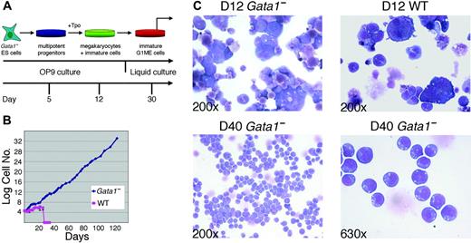 Figure 1. Selective expansion of immature hematopoietic blasts from Gata1- ES-cell in vitro differentiation cultures. (A) Summary of the culture method used. wt or Gata1- ES cells were cultured on OP9 stromal cells for 5 days to generate multipotential hematopoietic progenitors. These were expanded and differentiated further on OP9 cells in the presence of Tpo. At about 3 weeks, nonadherent cells were removed from the OP9 stromal layer and transferred to liquid culture with Tpo. (B) Proliferation of nonadherent cells in differentiation cultures from Gata1- and wt ES cells. Cumulative cell numbers are plotted against time. One of 3 representative experiments is shown. (C) Morphology of cells after various times in culture. May-Gr̈nwald-Giemsa stain. The blast cells derived from Gata1- cultures are shown at day 40. We refer to cells at day 40 as GATA-1- megakaryocyte-erythroid (G1ME) cells because they exhibit erythromegakaryocytic potential, as demonstrated in Figure 3. Original magnification of top (day 12), × 200; bottom left (day 40), × 200; bottom right (day 40), × 630. Photographs were taken by using a microscope (Axioskop 2; Carl Zeiss) equipped with a color digital camera (Axiocam; Carl Zeiss).