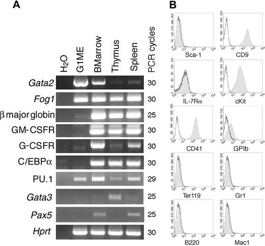 Figure 2. Gene expression and cell-surface phenotype analyses of G1ME cells. (A) RT-PCR analysis. Bone marrow (BMarrow), spleen, and thymus were analyzed in parallel as controls. GM-CSFR indicates granulocyte macrophage colony-stimulating factor receptor; G-CSFR, granulocyte colony-stimulating factor receptor; Hprt, hypoxanthine phosphoribosyl transferase. PCR cycle numbers for each primer pair are shown at the right side of the panel. (B) Cell-surface marker phenotype assessed by flow cytometry. Antibody-stained cells are shown in filled curve. Open curves denote staining with appropriate isotype control antibodies. Murine bone marrow and/or thymus were used as positive controls (not shown).