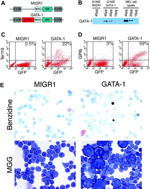 Figure 3. GATA-1 induces erythromegakaryocytic maturation of G1ME cells. (A) Retroviral constructs used for gene rescue. The MIGR1 vector encodes green fluorescent protein (GFP) linked to an internal ribosome entry site (IRES). MIGR1-GATA-1 also contains the full-length coding region of murine GATA-1 cDNA. For panels B to E, cells were analyzed 3 days after retroviral transduction. Viral infection efficiencies assessed by flow cytometry for GFP expression were about 65% for MIGRI and 35% for MIGR1-GATA-1. (B) GATA-1 protein expression in transduced cells determined by Western blotting. The amount of whole-cell lysate analyzed in each lane is indicated. MEL cell lysate was analyzed in parallel for comparison (last 3 lanes). (C) Expression of the erythroid-specific surface marker Ter119. Percentages in panels refer to fraction of GFP+ cells expressing Ter119. Approximately 65% of MIGR1- and 30% of GATA-1-transduced cells were GFP+. (D) Expression of the terminal megakaryocyte maturation marker GPIb. Percentages in panels refer to fraction of GFP+ cells expressing GPIb. (E) Morphology of cells after GATA-1-induced maturation. The top panels show benzidine staining for hemoglobin, with dark brown benzidine-positive cells visible only in the GATA-1-rescued sample. From the flow cytometry results for Ter119 in panel 3C, roughly 6% of cells are expected to be benzidine positive. The bottom panels show May-Gr̈nwald-Giemsa (MGG) staining with large multinucleated megakaryocytes occurring specifically in the GATA-1-rescued sample. Original magnification, × 400. Photographs were taken by using a microscope (Axioskop 2; Carl Zeiss) equipped with a color digital camera (Axiocam; Carl Zeiss).