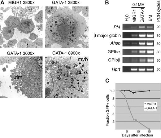 Figure 4. Erythromegakaryocytic maturation of G1ME cells. (A) Transmission electron microscopy demonstrating features of megakaryocytic maturation. Control (MIGR1-transduced) cells (top left) are small and lack features of differentiation. GATA-1-rescued cultures contain a population of large cells with megakaryocytic features, including dense chromatin around the periphery of the nuclei, large multilobed nuclei (*), multivesicular bodies (mvb), dense granules (dg), α granules (α), and a developing platelet-membrane demarcation system (dm). Original magnifications are indicated. Photographs were taken by using a microscope (208S transmission electron; Philips) equipped with a Hamamatsu digital camera (Hamamatsu, Japan) and analyzed with visualization software (Advanced Microscope Techniques). (B) RT-PCR analysis showing GATA-1 induction of both erythroid and megakaryocyte genes. Erythroid genes are β major globin and Ahsp. Megakaryocyte genes are platelet factor 4 (Pf4) and glycoprotein (GP) Ibα and Ibβ. PCR cycle numbers for each primer pair are shown at the right side of the panel. (C) GATA-1 induces proliferation arrest as part of terminal maturation. Transduced cells were analyzed by flow cytometry for GFP expression. The fraction of GFP+ cells was normalized to 1.0 at 2 days after retroviral infection and then followed over time. GFP-expressing cells transduced by vector grew normally, whereas GATA-1-expressing cells were outgrown by noninfected cells.