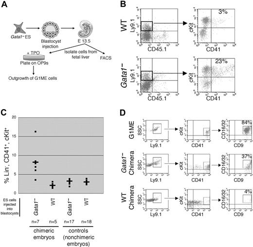 Figure 5. Development of G1ME cells in Gata1- chimeric embryos. (A) Experimental approach. Chimeric embryos were prepared by injecting Gata1- or wt ES cells into wt host blastocysts. Fetal liver hematopoietic cells from day 13.5 chimeric embryos were analyzed by FACS or cultured on OP9 cells with Tpo according to the same conditions used to derive G1ME cells from ES cells (Figure 1). The polymorphic cell-surface marker Ly9.1 was used to facilitate tracking of ES-cell donor-derived hematopoietic cells. Donor ES cells (strain 129) express Ly9.1 and CD45.2 (not shown), whereas host (C57/BL6) blastocyst-derived cells express Ly9.2 and CD45.1 (not shown). (B) Flow cytometry analysis of E13.5 fetal livers. Gata1- chimeric embryos contain an expanded population of donor-derived (Ly9.1) cells that are lineage negative, CD41+, and cKit+, identical to the surface phenotype of G1ME cells derived from in vitro differentiation of Gata1- ES cells, as described in Figure 1. Representative studies of fetal livers from wt and Gata1- chimera are shown. The wt chimeric fetal liver was 30% Ly9.1+, and the Gata1- chimeric fetal liver was 23% Ly9.1+. (C) CD41+ cKit+ cells as a percentage of lin- fetal liver cells. As indicated on the x-axis, embryos prepared from Gata1- or wt ES-cell-injected blastocysts were termed chimeric only if donor-derived Ly9.1 hematopoietic cells were detected in fetal livers. Levels of chimerism ranged from 2% to 23% in Gata1- chimeric animals, and 30% to 47% in wt chimeric fetal livers. (D) Additional cell-surface marker expression comparing G1ME cells (top) and E13.5 chimeric fetal livers (middle and bottom). Fetal livers from Gata1- or wt chimeric embryos were analyzed 4 days after expansion on OP9 stroma. All cells shown are lin-, IL7Rα-, and Sca1-. Left panels show the detection of donor cells (Ly9.1+). Middle panels show cKit and CD41 expression in Ly9.1+ cells; these are analyzed further for FcγR and CD9 expression in the right panels. Percentages in the right panels refer to lin-, IL7R-, Sca1-, CD9+, FcγRlo, CD41+, and ckit+ cells within the Ly9.1+ population.