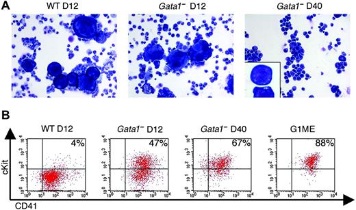 Figure 6. Expansion of fetal liver-derived G1ME cells in long-term culture. (A) Cell morphologies at various times in culture (May-Gr̈nwald-Giemsa stain). Chimeric fetal livers were cultured on OP9 stroma with Tpo, according to the strategies in Figures 1 and 5. At day 12, a population of large, multinucleated megakaryocytes was visible in both wt and Gata1- cultures. By day 40, only the Gata1- cultures were growing and contained predominantly immature blasts (right) with morphology similar to ES-cell-derived G1ME cells (compare with Figure 1C). Original magnification, × 200; inset, × 630. Photographs were taken by using a microscope (Axioskop 2; Carl Zeiss) equipped with a color digital camera (Axiocam; Carl Zeiss). (B) Flow cytometry analysis of the cultures in panel A. The hematopoietic blasts from GATA-1- chimeric fetal liver cultures are predominantly cKit+ CD41+. These cells are also Ly9.1+ (data not shown), indicating that they are Gata1- donor ES cell-derived.