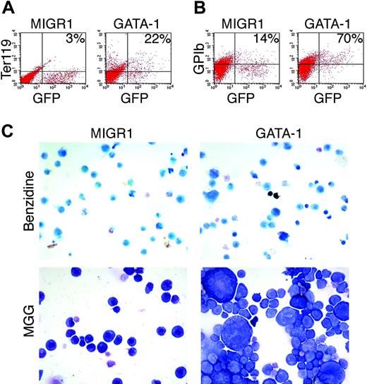 Figure 7. GATA-1 complementation induces erythromegakaryocytic maturation in Gata1- fetal liver chimera-derived G1ME cells. Cells were transduced with GATA-1 or control retrovirus and analyzed for maturation as described in Figure 3. (A) Ter119 expression after rescue by GATA-1. Percentages in top panels refer to fraction of GFP+ cells expressing Ter119. (B) GPIb expression after rescue by GATA-1. Percentages in panels refer to fraction of GFP+ cells expressing GPIb. (C) Cell morphology after retroviral expression; (top) benzidine stain for hemoglobin, (bottom) May-Gr̈nwald-Giemsa staining. Original magnification, × 400. Photographs were taken by using a microscope (Axioskop 2; Carl Zeiss) equipped with a color digital camera (Axiocam; Carl Zeiss).