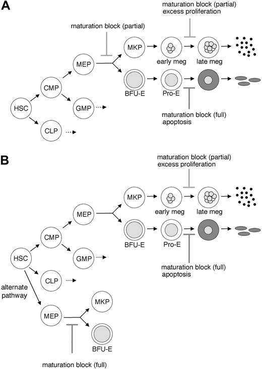 Figure 8. Models for GATA-1 actions in MEPs. (A) The classic model for hematopoiesis in which MEPs derive from the CMP. Loss of GATA-1 generates recognizable, developmentally arrested megakaryocytes and committed erythroid precursors. Therefore, the earlier stage block to differentiation of Gata1- MEPs must be partial, because some downstream progeny are produced. GATA-1 is also required for eosinophil and mast-cell development (not shown). (B) Newer models for hematopoiesis indicate that alternate pathways may exist for MEP production. If multiple pathways exist simultaneously, then loss of GATA-1 may cause a complete block to one of these pathways with mutant erythroblasts and megakaryocytes generated through coexisting ones. HSC indicates hematopoietic stem cell; BFU-E, erythroid burst-forming unit; Pro-E, proerythroblast; meg, megakaryocyte; and CLP, common lymphoid progenitor.