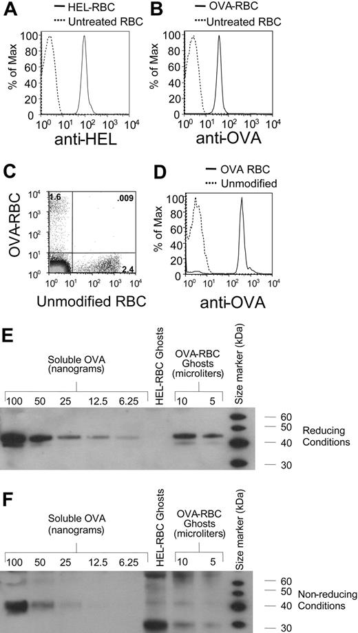 Figure 1. Chemical crosslinking of OVA and HEL to RBCs. OVA and HEL were crosslinked to leukoreduced RBCs, as described in “Study design.” HEL-RBCs and OVA-RBCs were stained with rabbit anti-HEL or rabbit anti-OVA, respectively (A-B). Cells were washed and incubated with goat anti-rabbit immunoglobulin conjugated to allophycocyanin. Staining of cells was analyzed by flow cytometry. OVA-RBCs were labeled with DiO, and unmodified RBCs were labeled with CM-DiI, as previously described.7 A mixture of labeled cells was transfused into C57BL/6 mice. Twenty-four hours after transfusion, peripheral blood was obtained, and the percentages of circulating RBCs were determined (C). The same blood specimen analyzed in panel C was stained with anti-OVA, as in panel B, and after appropriate gating, fluorescence was compared on transfused OVA-RBCs (solid line) compared with transfused unmodified RBCs (dashed line) (D). RBC ghosts were prepared by hypotonic lysis and were subjected to Western blot analysis with anti-OVA under reducing (E) or nonreducing (F) conditions. Standard curves of OVA were also generated using Western blots. To control for any changes in OVAimmunoreactivity as a result of the crosslinker, the OVA standard curve was generated using unreacted LC-SPDP-modified OVA.