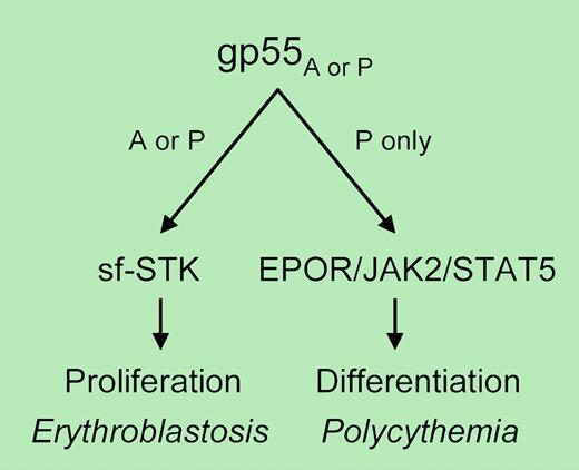 Model of erythroblastosis and polycythemia induced by Friend virus. The envelope glycoprotein (gp55) of both the anemia (A)- and polycythemia (P)-inducing strains of SFFV induces erythroblastosis and splenomegaly that requires sf-STK. Only gp55P induces Epo-independent terminal erythroid differentiation, through EpoR and Stat5. For details, see the complete figure in the article beginning on page 73.