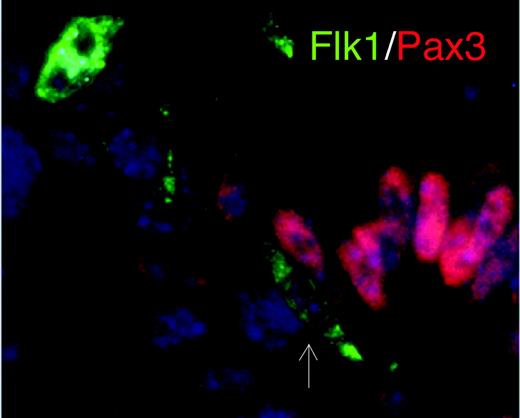High-power magnification of Flk1-Pax3 double-positive cells. See the complete figure in the article beginning on page 111.