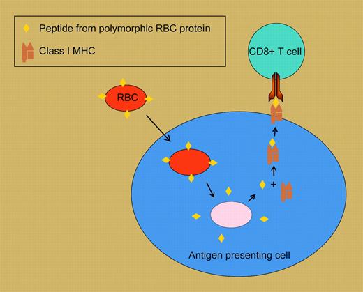 Cross-priming of CD8+ T-cell responses to RBC surface antigens. In this highly schematized model, a tranfused RBC expressing a polymorphic variant of a cell-surface protein is taken up by a recipient antigen presenting cell. Peptides derived from RBC proteins are loaded onto class I MHC molecules, then shuttled to the cell surface, where they can stimulate responses in recipient cognate CD8+ T cells.