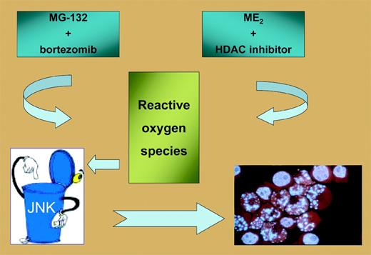 Treatment of leukemic cells with combinations of a tyrosine kinase adaphostin and proteasome inhibitors or an apoptogenic estrogen-derivative ME2 with HDACi's induce ROSs. This leads to activation of JNK, culminating in caspase activation and apoptosis.