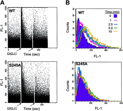 Figure 8. Ca2+ mobilization and F-actin polymerization in response to CXCL11 in HEK 293 cells expressing WT and the S245A CXCR3. (A) Intracellular Ca2+ mobilization mediated by CXCR3 in HEK 293-CXCR3 cells. Fluorescence changes in HEK 293 cells expressing WT and S245A CXCR3 loaded with 10 mM Fura-3 were measured upon stimulation with 1 mg/mL CXCL11 as indicated by arrows and described in “Materials and methods.” (B) F-actin polymerization in HEK 293 cells expressing WT and S245A CXCR3 in response to 1 mg/mL CXCL11 at various time points. F-actin polymerization was monitored by FACS as described in “Materials and methods.”