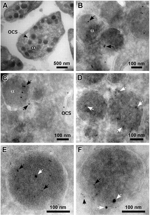 Figure 1. Immunoelectron microscopy of resting platelets. Frozen sections of resting platelets were incubated with Abs to PrPC (FL253) and fibrinogen, followed by incubation in protein G conjugated to 5 or 10 nm gold. Normal resting platelets showing alpha granule (α) and open canalicular system (OCS) (A). PrPC (10 nm gold, arrows) is seen in alpha granule and the open canalicular system (B-C). Alpha granules are identified by the presence of fibrinogen (5 nm gold, arrows; D). Double labeling with Abs to PrPC (5 nm gold, black arrows) and fibrinogen (10 nm gold, white arrows) localized both proteins to the same granules (E-F).