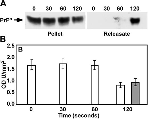 Figure 2. Immunoblotting of pellets and releasates in activated platelets. Platelets were incubated with 1 U/mL thrombin for 0, 30, 60, or 120 seconds. Following termination, platelet pellet and releasates were prepared, separated by sodium dodecyl sulfate–polyacrylamide gel electrophoresis, and immunoblotted with anti-PrPC Ab 308 (A), and densitometry was performed (B) on pellet (□) and releasates (▦) (n = 3). Error bars indicate standard error of the mean.
