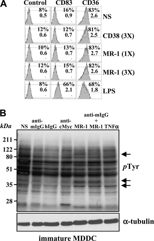 Figure 1. DC-SIGN ligation on MDDCs does not induce maturation but alters the profile of phosphotyrosine-containing proteins. (A) Immature MDDCs were isolated and either not stimulated (NS) or treated with lipopolysaccharide (LPS) or monoclonal antibodies against CD38 (HB136) or DC-SIGN (MR-1) at 20 μg/mL (1X) or 60 μg/mL (3X). After 48 hours, cells were collected and the cell surface expression of CD83 and CD36 was determined by flow cytometry, using an isotype-matched anti–c-Myc antibody (9E10) as control. The percentage of marker-positive cells and the mean fluorescence intensity are indicated in each case. Three experiments were performed on MDDCs from independent donors, and a representative experiment is shown. (B) DC-SIGN ligation induces changes in the pattern of tyrosine phosphorylation in MDDCs. Cells were either left untreated (not stimulated, NS) or incubated with monoclonal antibodies against DC-SIGN (MR-1) as ligation agent, or with MR-1 plus a cross-linking secondary antibody (anti–mouse F(ab′)2, anti–mouse IgG). After 5 minutes, cells were lysed, and the lysates were probed for phosphotyrosine residues by Western blot using the RC20-HRP monoclonal antibody. As a control, a monoclonal antibody against c-Myc (anti–c-Myc) was used. Two experiments on MDDCs from independent donors rendered similar results, and one of them is shown.