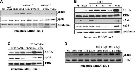 Figure 2. DC-SIGN ligation on MDDCs induces ERK phosphorylation and collaborates with TNF-α–initiated signals for enhanced ERK activation. (A) Activation of ERK by DC-SIGN engagement. DC-SIGN on MDDCs was engaged by the anti–DC-SIGN MR-1 antibody and the cells were incubated at 37°C for 5 minutes. For comparison, cells were treated with the indicated combinations of antibodies or TNF-α (20 ng/mL). Following cell lysis, phosphorylated ERK and phosphorylated p38 were detected using specific polyclonal antisera. Blots were then stripped and probed for α-tubulin levels as a control for protein loading (bottom panel). (B) DC-SIGN on MDDCs was engaged by the anti–DC-SIGN MR-1 antibody, and the cells were incubated at 37°C for the indicated periods of time. For comparison, cells were treated with an antibody against CD70 or TNF-α (20 ng/mL) for 5 minutes. Following cell lysis, phosphorylated ERK, p38, and Akt, and total ERK were detected using specific polyclonal antisera. Blots were then stripped and probed for α-tubulin levels as a control for protein loading. (C-D) Immature MDDCs from 2 independent donors were incubated with an antibody against DC-SIGN (MR-1) or against CD70, either alone or in combination with TNF-α (20 ng/mL) or LPS (10 ng/mL), and the cells were incubated at 37°C for 5 minutes. For comparison, cells were treated with either LPS (10 ng/mL) or TNF-α (20 ng/mL) for 5 minutes. Following cell lysis, phosphorylated ERK (pERK), phosphorylated p38 (pp38), or total ERK content (ERK) was detected using specific polyclonal antisera. Each experiment was done on MDDCs from at least 4 independent donors, and representative experiments are shown. In all panels, NS refers to cells that were not stimulated.