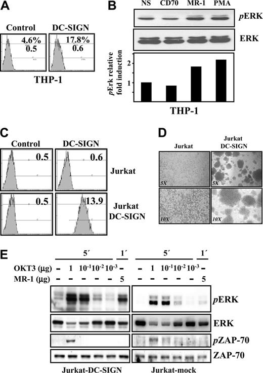 Figure 3. DC-SIGN ligation in myeloid and lymphoid cell lines results in ERK activation. (A) Cell surface expression of DC-SIGN in THP-1 cells, as determined by flow cytometry. The percentage of marker-positive cells and the mean fluorescence intensity are indicated in each case. (B) DC-SIGN on THP-1 cells was engaged by the anti–DC-SIGN MR-1 antibody (20 μg/mL), and the cells were incubated at 37°C for 5 minutes. As a control, cells were either incubated with an anti-CD70 monoclonal antibody or with PMA (10 ng/mL). After cell lysis, phosphorylated ERK (pERK, top panel) and total ERK (ERK, middle panel) were detected using specific polyclonal antisera. The bottom panel illustrates the level of pERK relative to the level of total ERK under each condition, as determined by densitometric analysis. NS indicates not stimulated. (C) Cell surface expression of DC-SIGN in mock-transfected (Jurkat) and DC-SIGN–transfected Jurkat cells (Jurkat-DC-SIGN) as determined by flow cytometry, using an isotype-matched anti–c-Myc antibody (9E10) as control. The mean fluorescence intensity is indicated in each case. (D) Homotypic aggregation of mock-transfected (Jurkat) and DC-SIGN–transfected (Jurkat-DCSIGN) Jurkat cells, as observed by reverse-phase microscopy at 2 different amplifications (5 ×, 10 ×). (E) DC-SIGN on Jurkat-DC-SIGN transfectants was ligated by the anti–DC-SIGN MR-1 antibody alone or in the presence of an anti-CD3 monoclonal antibody as control, and the cells were incubated at 37°C for 1 or 5 minutes. Mock-transfected Jurkat cells were subjected to the same treatments for control purposes. After cell lysis, phosphorylated ERK (pERK), phosphorylated ZAP-70 (pZAP-70), and total content of ERK and ZAP-70 were detected using specific polyclonal antisera. Each experiment was done 3 times with similar results. Representative results are shown.