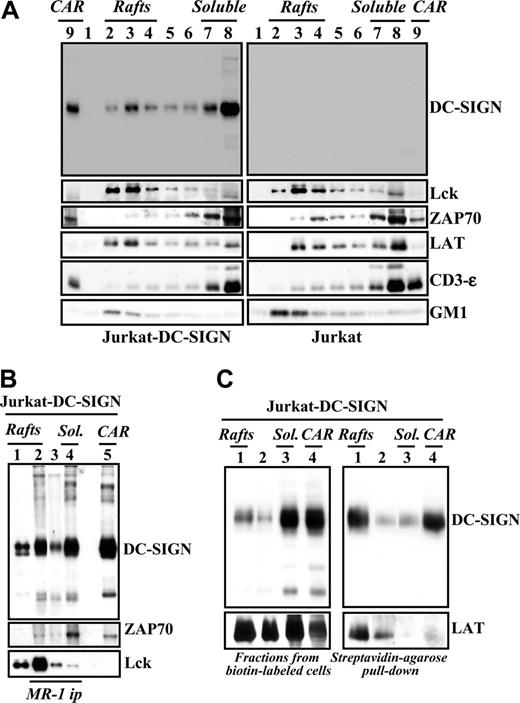 Figure 4. DC-SIGN is present within lipid rafts in lymphoid cells and coprecipitates with tyrosine kinases. (A) Jurkat-DC-SIGN (left panels) and mock-transfected Jurkat cells (right panels) were lysed in 1% Brij 98 lysis buffer at 37°C, and Brij 98–insoluble fractions 2 to 4 (lanes 2-4, rafts) and the high-density Brij 98–soluble fractions 7 to 8 (lanes 7-8, soluble) were separated by 12.5% SDS-PAGE under nonreducing conditions. Cytoskeletal-associated rafts (CARs), obtained by solubilization of the cell pellet with Brij 98 + octyl d-glucoside in lysis buffer, were analyzed in parallel (lane 9). The distribution of DC-SIGN, Lck, ZAP-70, LAT, CD3ϵ, and ganglioside GM1 in the distinct fractions was determined by immunoblotting with specific antibodies or cholera toxin–HRP (for GM1). (B) Coprecipitation of DC-SIGN and tyrosine kinases. DC-SIGN was immunoprecipitated with the MR-1 antibody (MR1 ip) from lipid raft–containing fractions 2 to 4 (rafts, lane 2), fractions 5 to 6 (between the rafts and the soluble material, lane 3), and the 7 to 8 soluble fractions (sol., lane 4), and the immunoprecipitated material was subjected to SDS-PAGE and immunoblotting with antibodies against DC-SIGN, Lck, or ZAP-70. As a control, fractions containing either rafts (lane 1) or cytoskeletal-associated rafts (CARs, lane 5) were analyzed in parallel. (C) Jurkat-DC-SIGN cells were cell-surface labeled with biotin, lysed in 1% Brij 98 lysis buffer at 37°C, and Brij 98–insoluble fractions (lanes 1, rafts), intermediate fractions (lanes 2), high-density Brij 98–soluble fractions (lanes 3, sol.), and cytoskeletal-associated raft-containing fractions (CARs, lane 4) were obtained. An aliquot from each fraction was removed and analyzed by 12.5% SDS-PAGE under nonreducing conditions and subjected to Western blot with anti–DC-SIGN or anti-LAT polyclonal antisera (left panel). Then, fractions were subjected to pull-down with Streptavidin-agarose, and the immunoprecipitated material was separated by 12.5% SDS-PAGE under nonreducing conditions and subjected to Western blot with anti–DC-SIGN or anti-LAT polyclonal antisera (right panel). Each experiment was performed twice with similar results, and one of the experiments is shown.