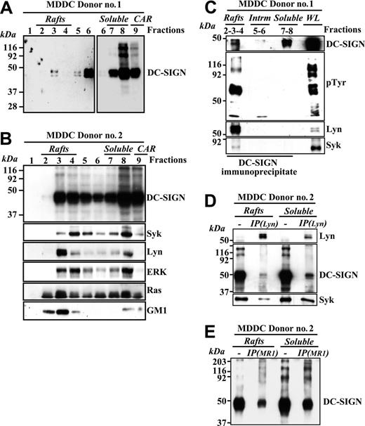 Figure 5. DC-SIGN is present within lipid rafts in MDDCs and coprecipitates with Lyn and Syk tyrosine kinases. (A-B) Immature MDDCs from 2 independent donors were lysed in 1% Brij 98 lysis buffer at 37°C and fractionated by sucrose density gradient centrifugation as described in “Materials and methods.”14 The low-density Brij 98–insoluble fractions 2 to 4 (lanes 2-4, rafts) and the high-density Brij 98–soluble fractions 6 to 8 (lanes 6-8, soluble) were separated by 12.5% SDS-PAGE under nonreducing conditions, and the distribution of DC-SIGN was determined by immunoblotting. Cytoskeletal-associated rafts (CARs), obtained by solubilization of the cell pellet with Brij 98 + octyl d-glucoside in lysis buffer, were analyzed in parallel (lane 9). (A) The left panel was intentionally exposed for longer than the blot section shown in the right panel. (B) The distribution of Syk, Lyn, ERK, Ras, and ganglioside GM1 in the distinct fractions was determined by immunoblotting with specific antibodies or cholera toxin–HRP (for GM1). (C) Coprecipitation of DC-SIGN, Lyn, and Syk tyrosine kinases. DC-SIGN was immunoprecipitated with the MR-1 antibody from lipid raft–containing fractions 2 to 4 (rafts), fractions 5 to 6 (intrm. indicates intermediate between the rafts and the soluble material), and the 7 to 8 soluble fractions (soluble), and the precipitated material was subjected to SDS-PAGE and immunoblotting with antibodies specific for DC-SIGN, Lyn, Syk, and phosphotyrosine-containing proteins. As a control, an aliquot from the whole lysate before fractionation (WL indicates whole lysate) was analyzed in parallel. (D) Presence of DC-SIGN and Syk in Lyn immunoprecipitates. Lyn was immunoprecipitated (IP(Lyn)) from the lipid raft–containing fraction pool (rafts) or the soluble material–containing fraction pool (soluble), and the precipitated material was subjected to SDS-PAGE and immunoblotting with antibodies specific for Lyn, DC-SIGN, and Syk. As a control, aliquots from the rafts and soluble fraction pools before immunoprecipitation were analyzed in parallel. (E) Presence of DC-SIGN in the post–anti-Lyn immunoprecipitation flow-through. Post–anti-Lyn immunoprecipitation flow-through from either lipid rafts or soluble membrane fraction pools (those indicated in D) were subjected to a further immunoprecipitation with a monoclonal antibody against DC-SIGN (IP(MR1)), and the precipitated material was subjected to SDS-PAGE and immunoblotting with a polyclonal antibody against DC-SIGN (DSG1). As a control, aliquots from the rafts and soluble fraction pools before immunoprecipitation were analyzed in parallel.